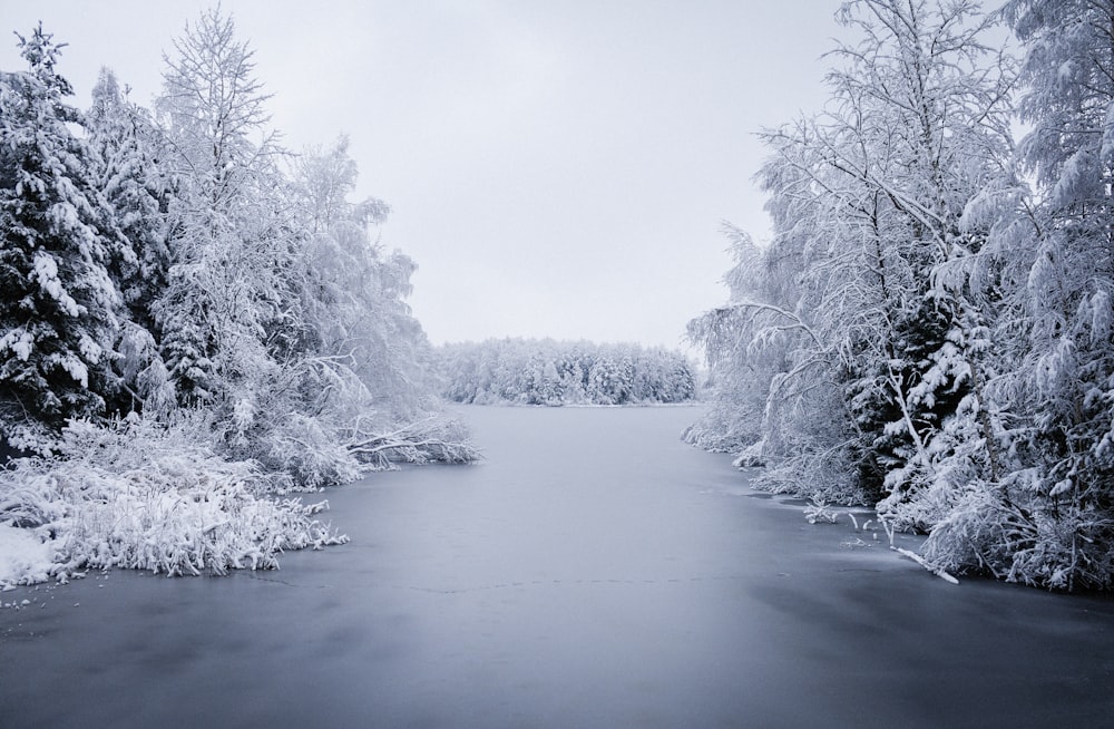 frosted trees by the river