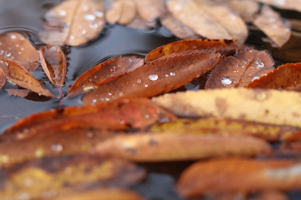 selective focus photography of brown leaves