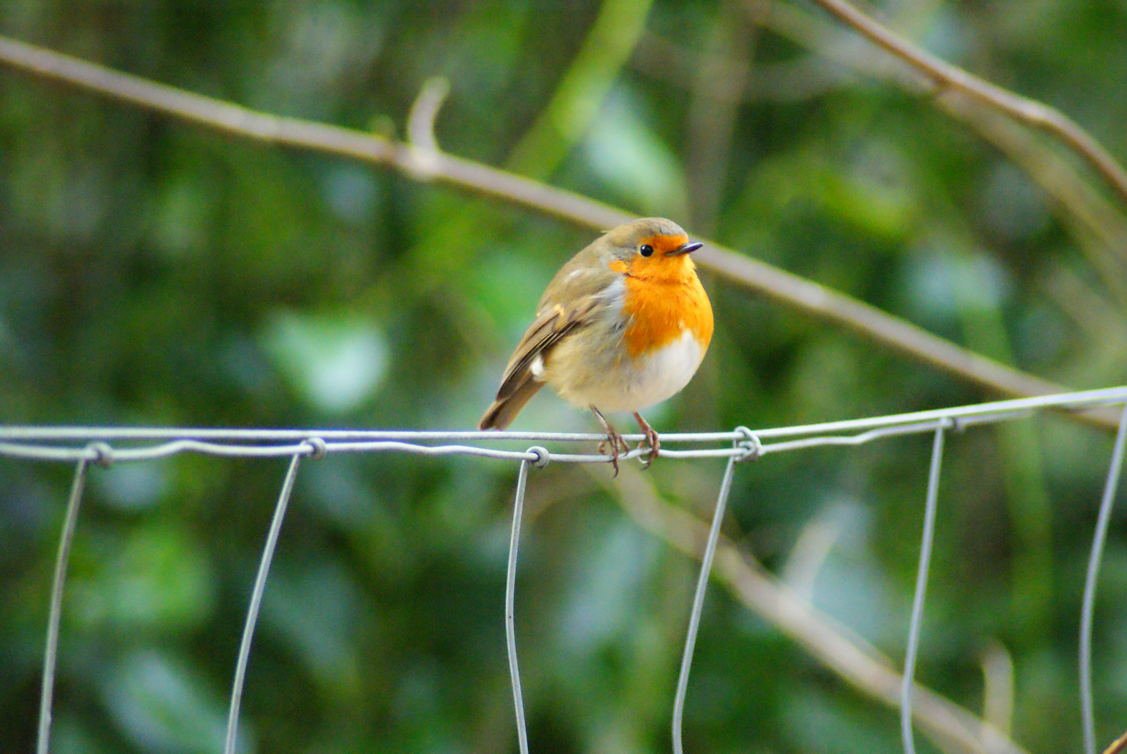 Photo by kelmankuts18