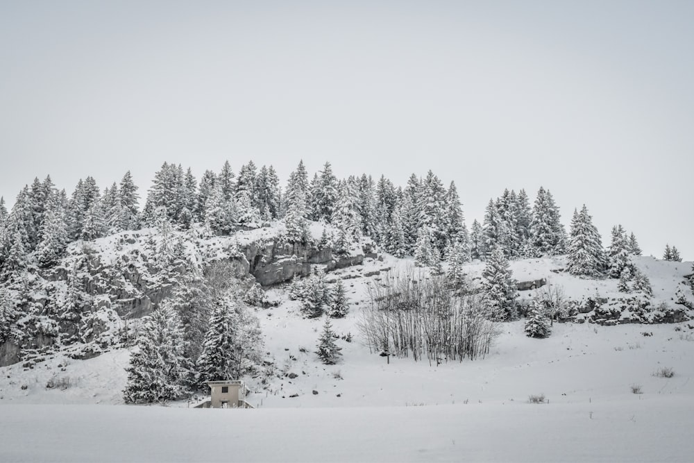 snow-covered field and trees