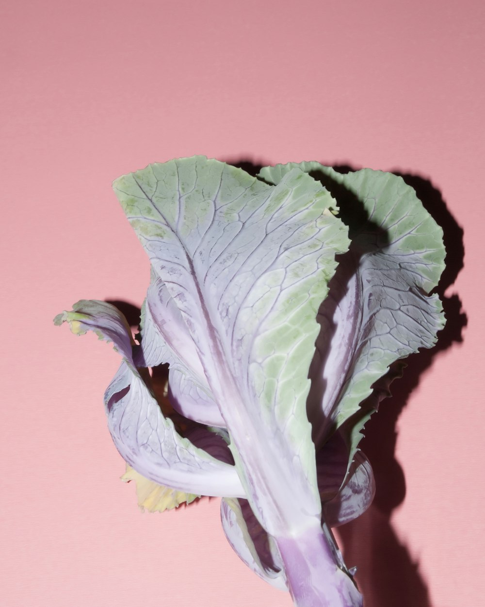 green leafy vegetable on pink surface