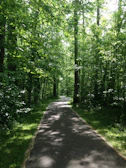 A winding forest trail dappled with sunlight filtering through tall trees.