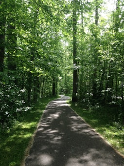 A winding pathway cuts through a dense forest, with tall trees forming a lush green canopy overhead. Sunlight filters through the leaves, creating dappled patterns of light and shadow on the path.