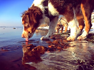 K-SCOOPS.com | The Importance of Water: Keeping Your Pet Hydrated and Healthy