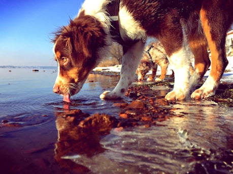 K-SCOOPS.com | The Importance of Water: Keeping Your Pet Hydrated and Healthy