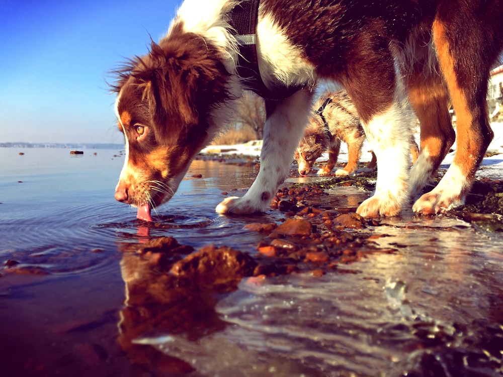 white and brown dog drinking from body of water during daytime