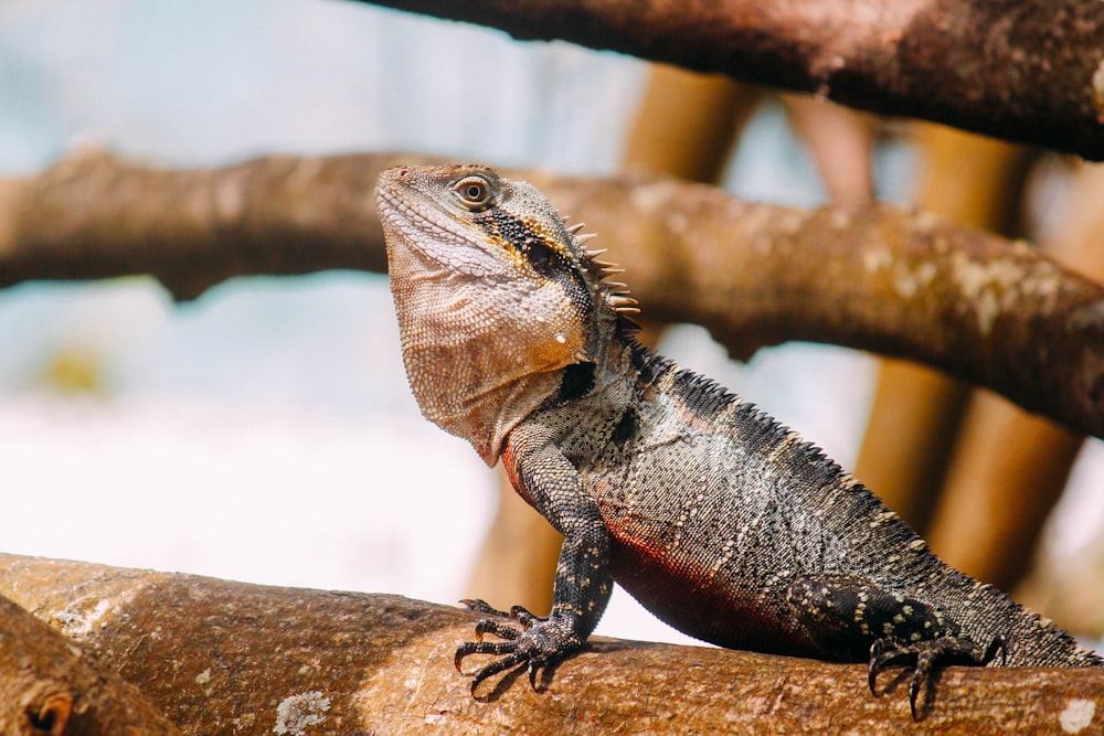 gray and brown bearded dragon