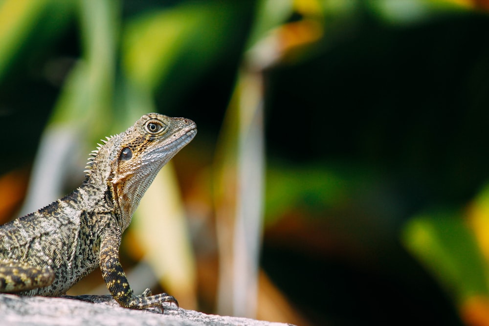 selective focus photo of bearded dragon