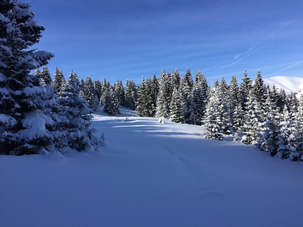 pine trees under blue sky