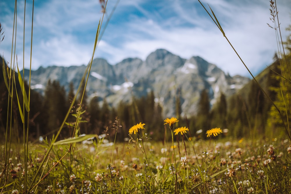 yellow flower field