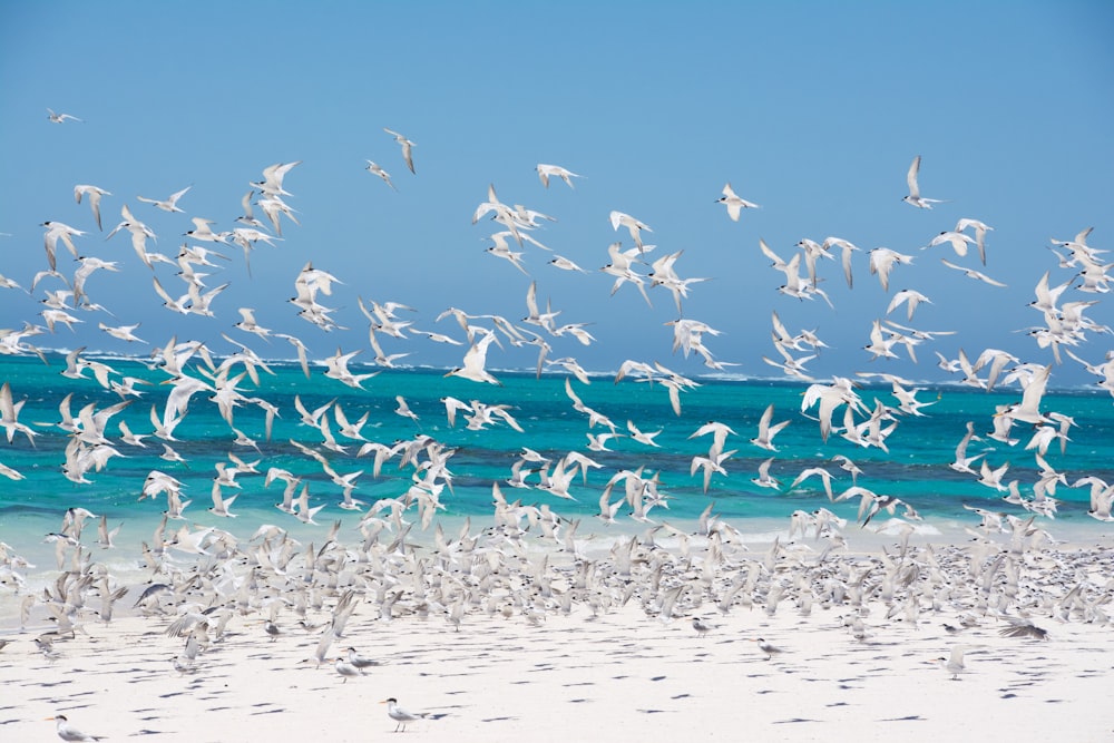 flock of birds on shore