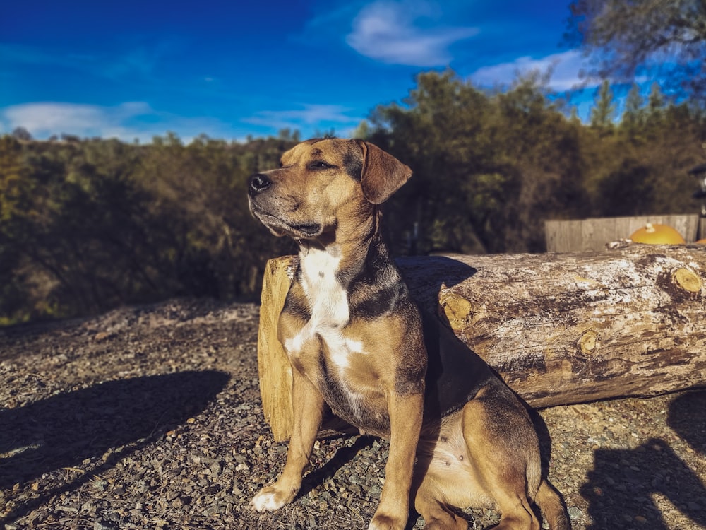 brown and white short-coat dog sitting near log during daytime