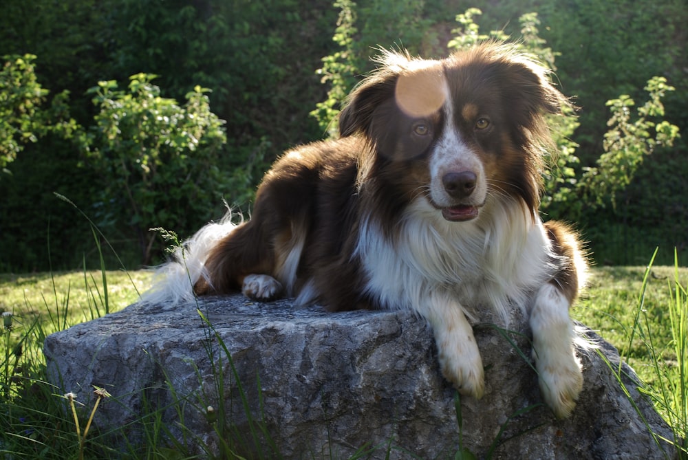 long-coated white and tan dog lying on gray rock
