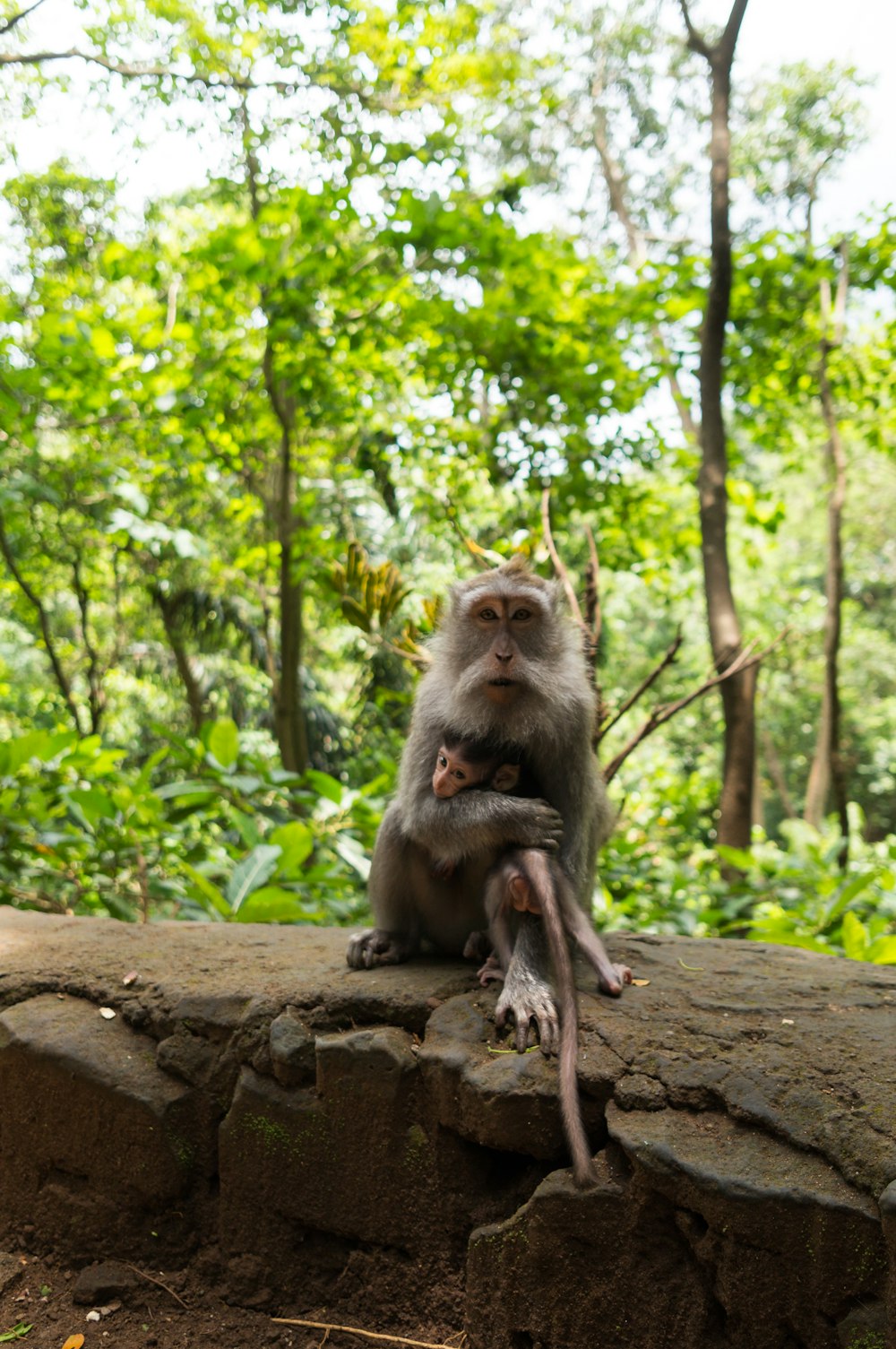 monkey carrying young