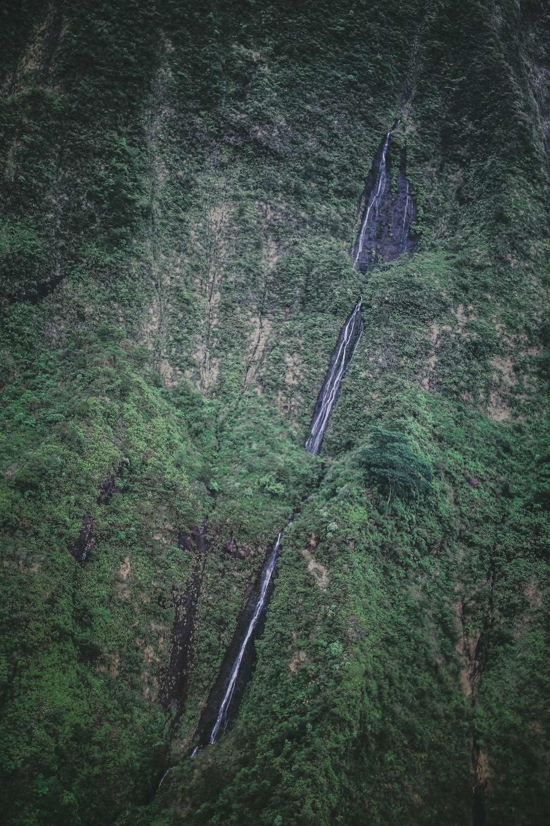 high-angle view of forest