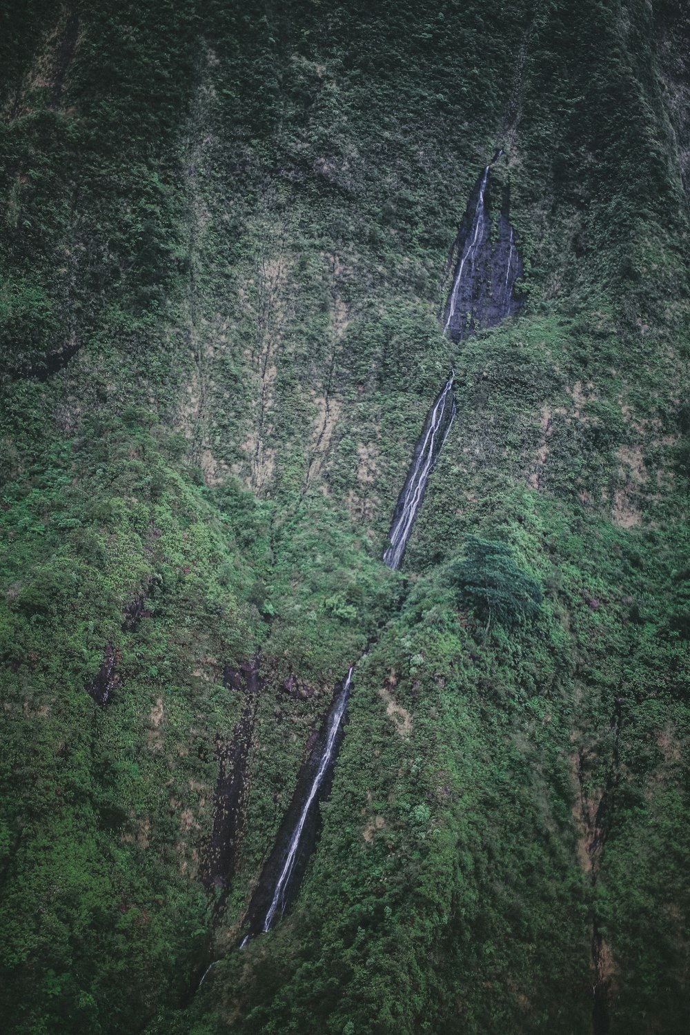 high-angle view of forest