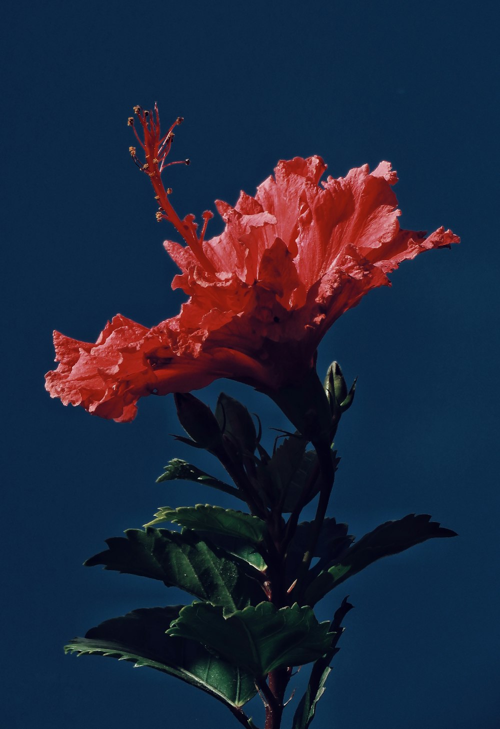 pink hibiscus flower