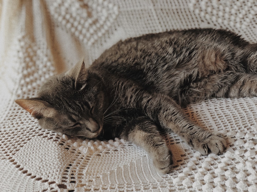 brown tabby kitten