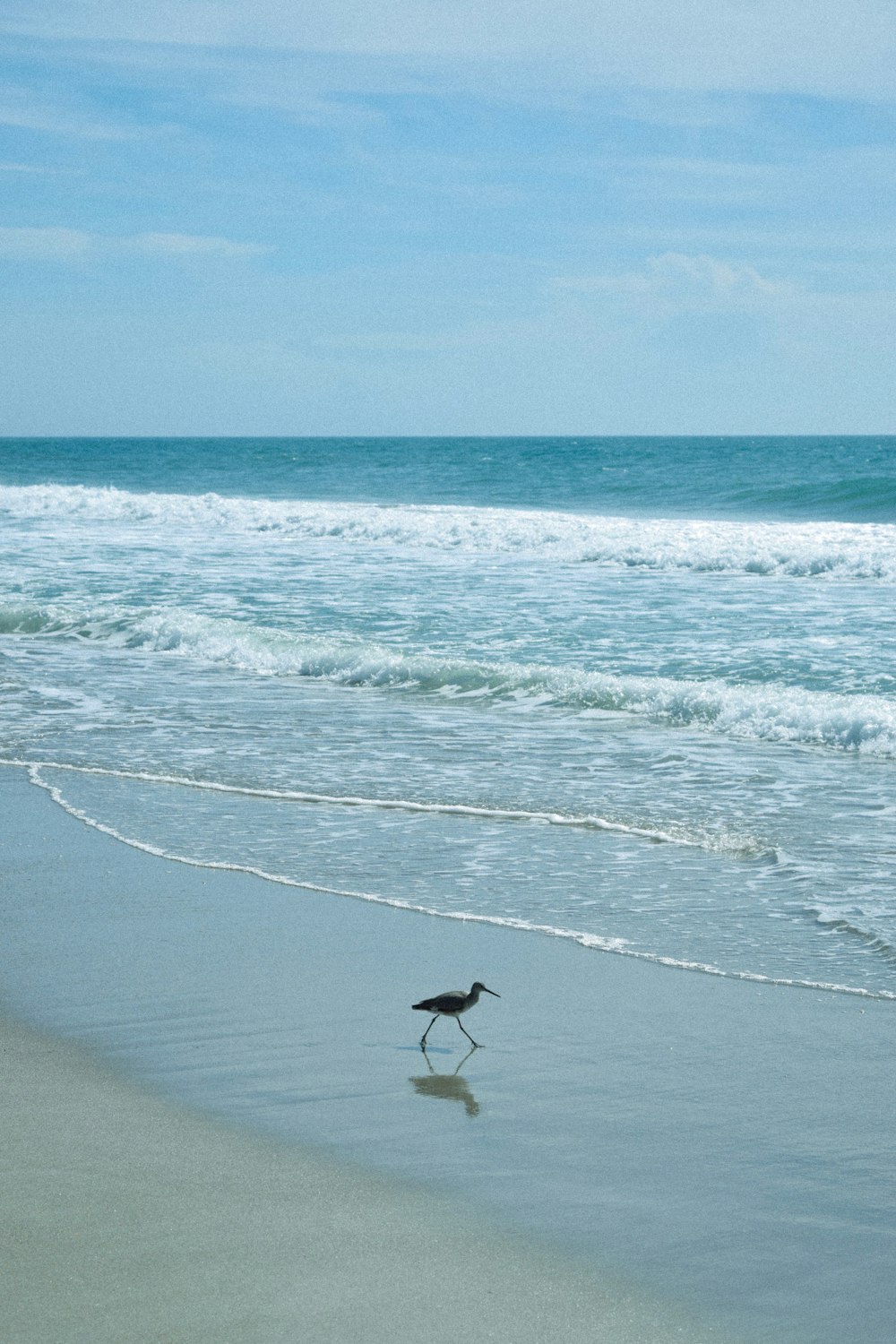 sandpiper on shore during daytime