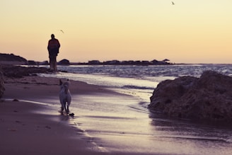 A peaceful beach at sunset with gentle waves and a dog running along the shoreline.
