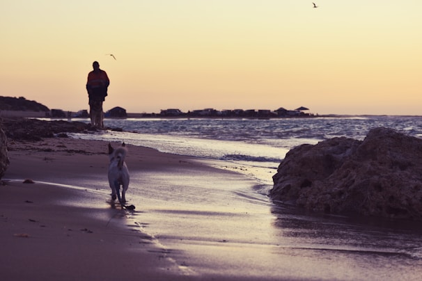 A peaceful beach at sunset with gentle waves and a dog running along the shoreline.