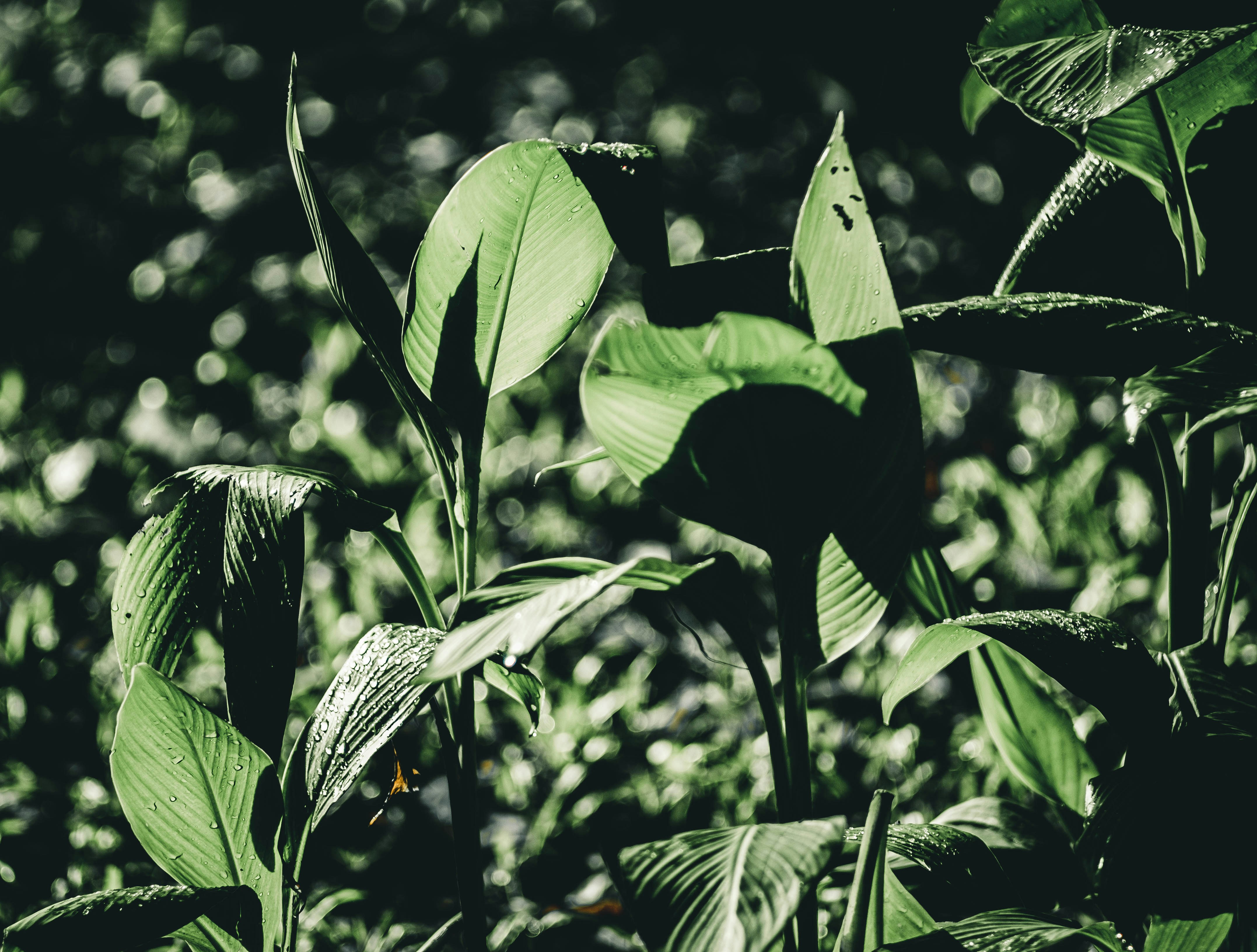 Technology Meets Ancient Ecology (image credits: unsplash)