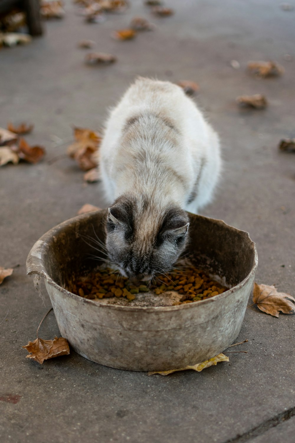 white and brown cat eating