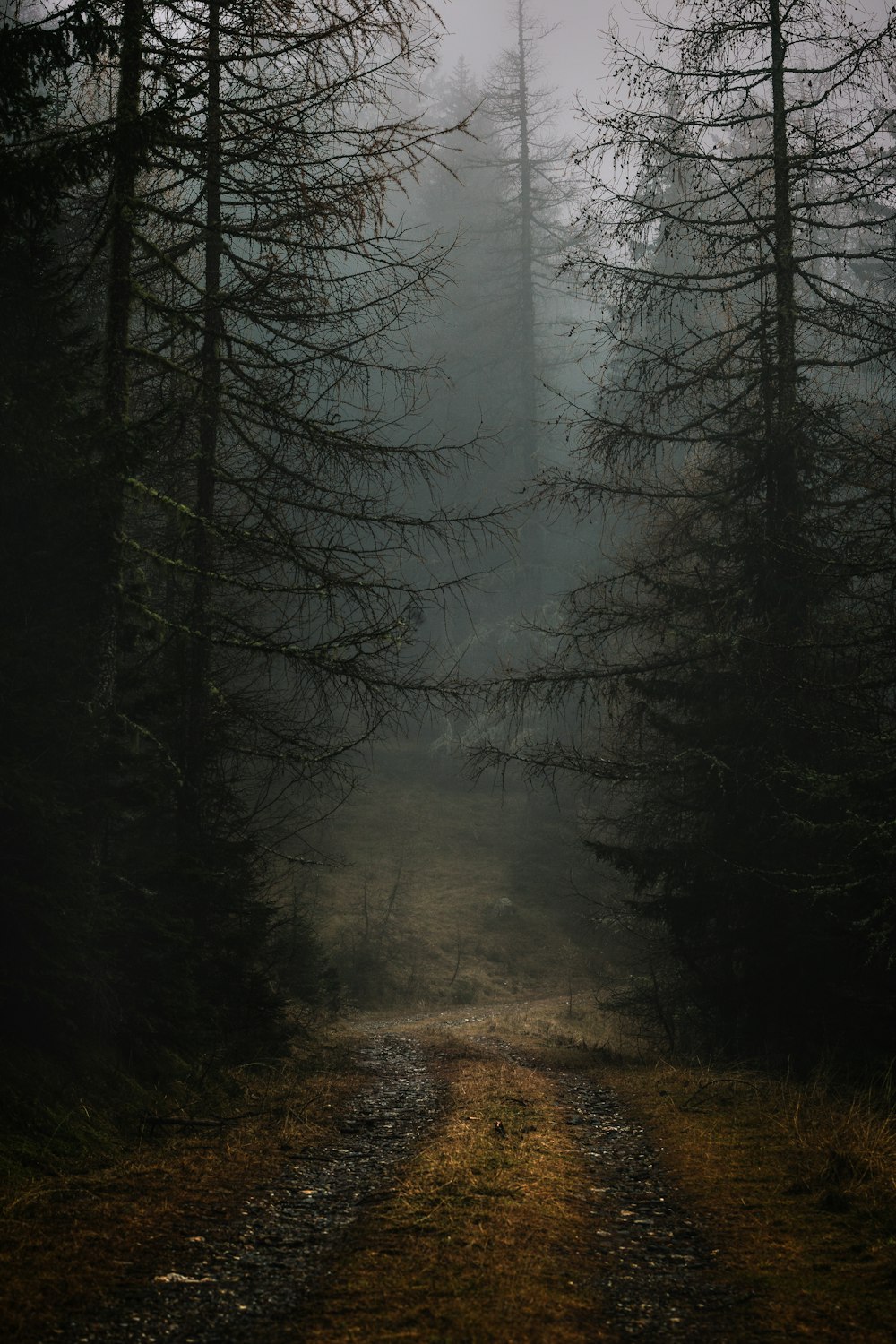 black stone road with trees