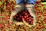 Portrait of a smiling coffee farmer holding freshly harvested coffee cherries.