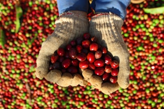 The image depicts a pair of gloved hands holding a bunch of ripe coffee cherries, with different colored cherries scattered in the background. The cherries are primarily red, with some green ones visible, indicating varying stages of ripeness.