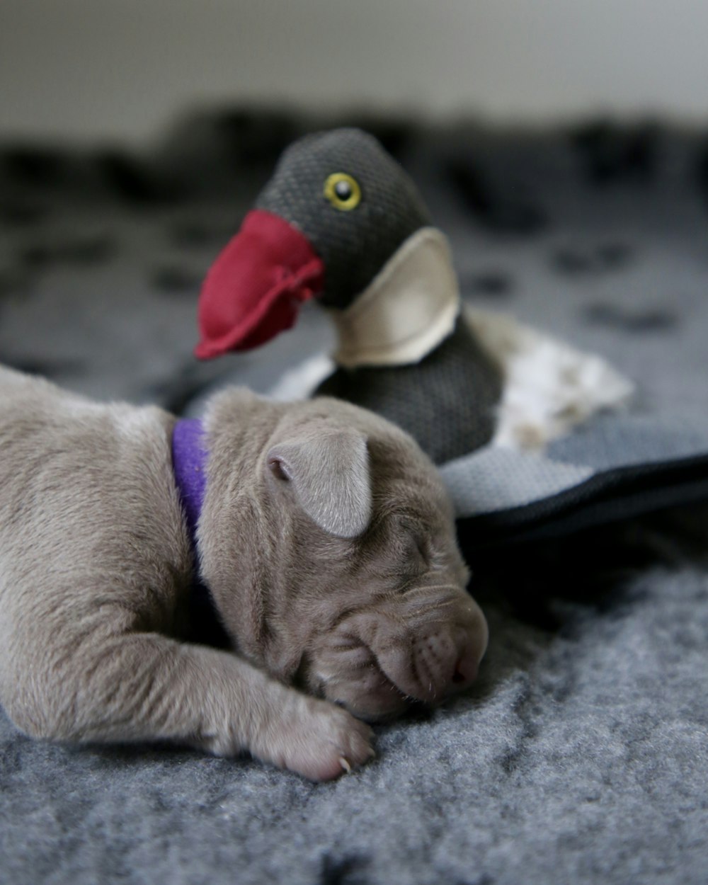 gray puppy sleeping on gray textile