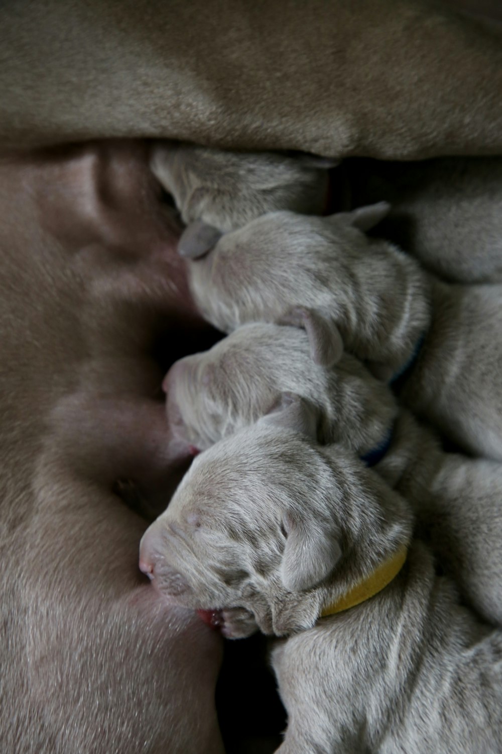 puppies breastfeeding