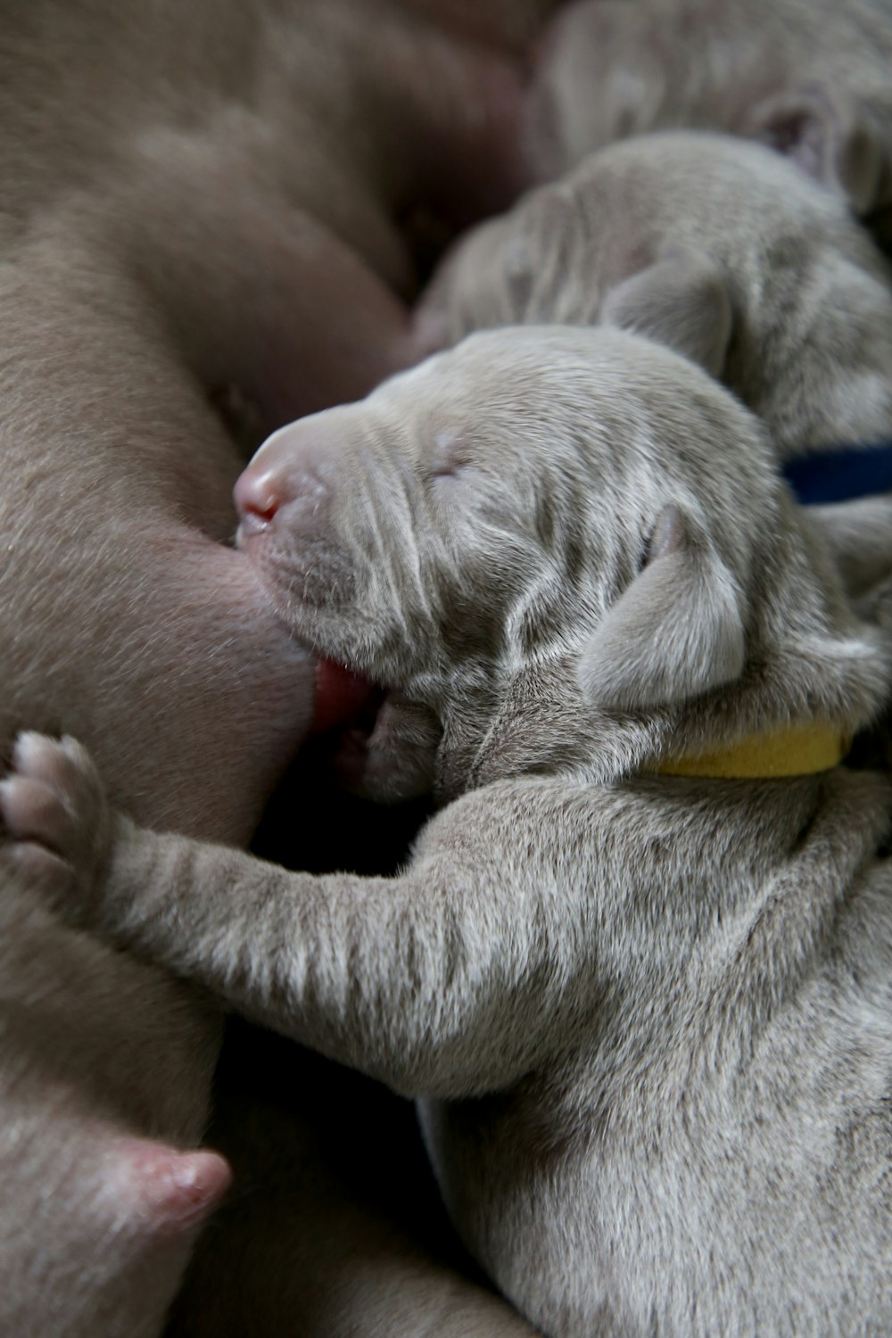 litter of puppies