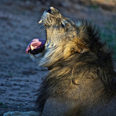 male lion yawning in Etosha National Park