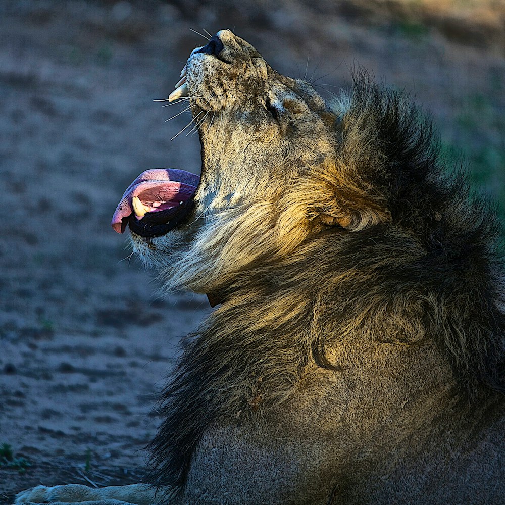 male lion yawning