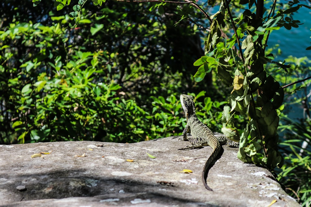 gray lizard