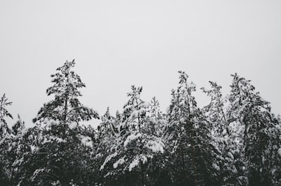low-angle photography of snow-covered trees
