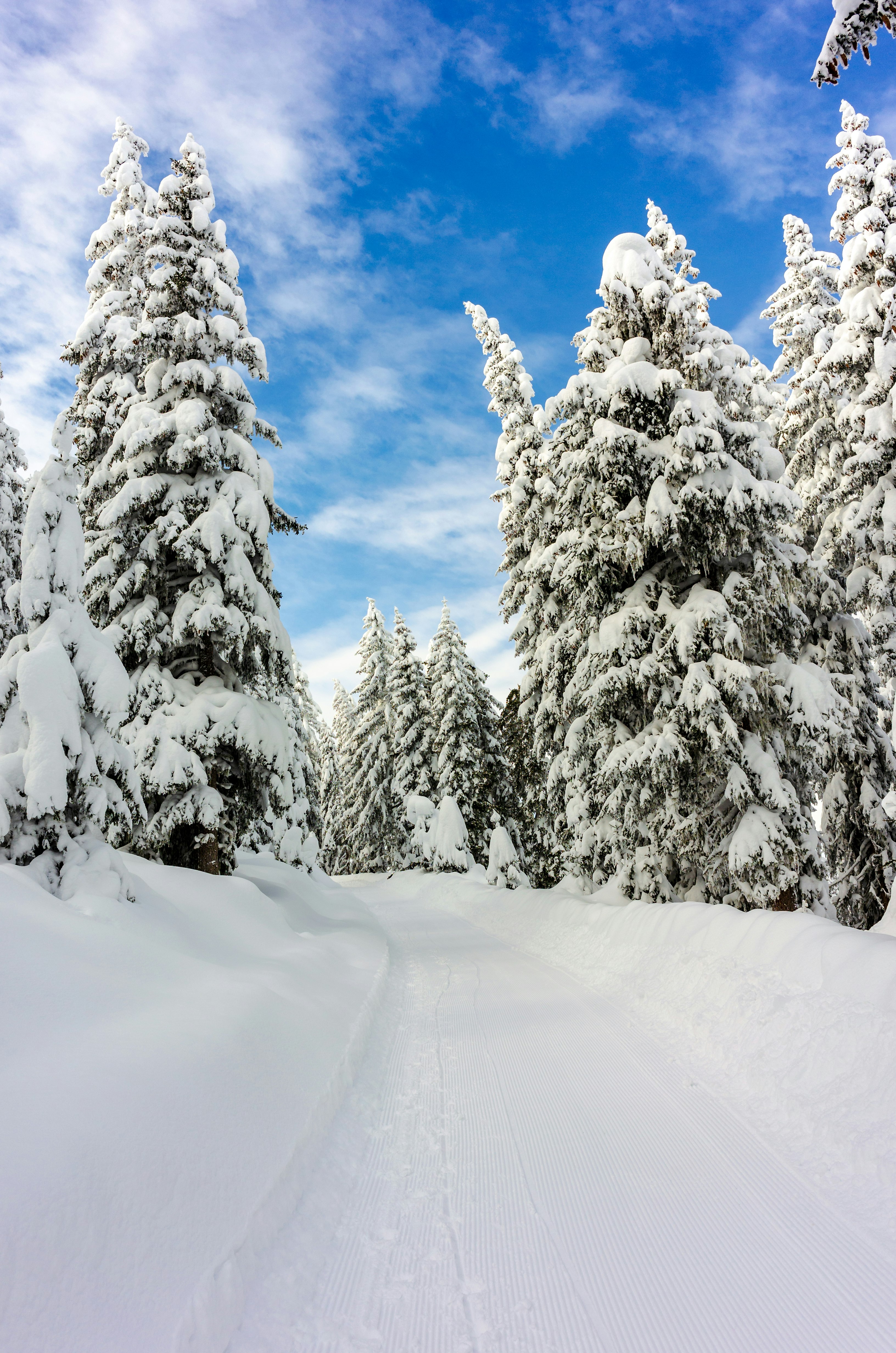 snow field with pine trees during daytime