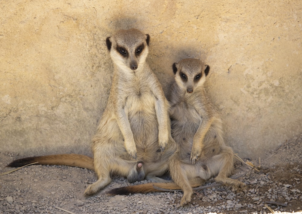 two brown meercats