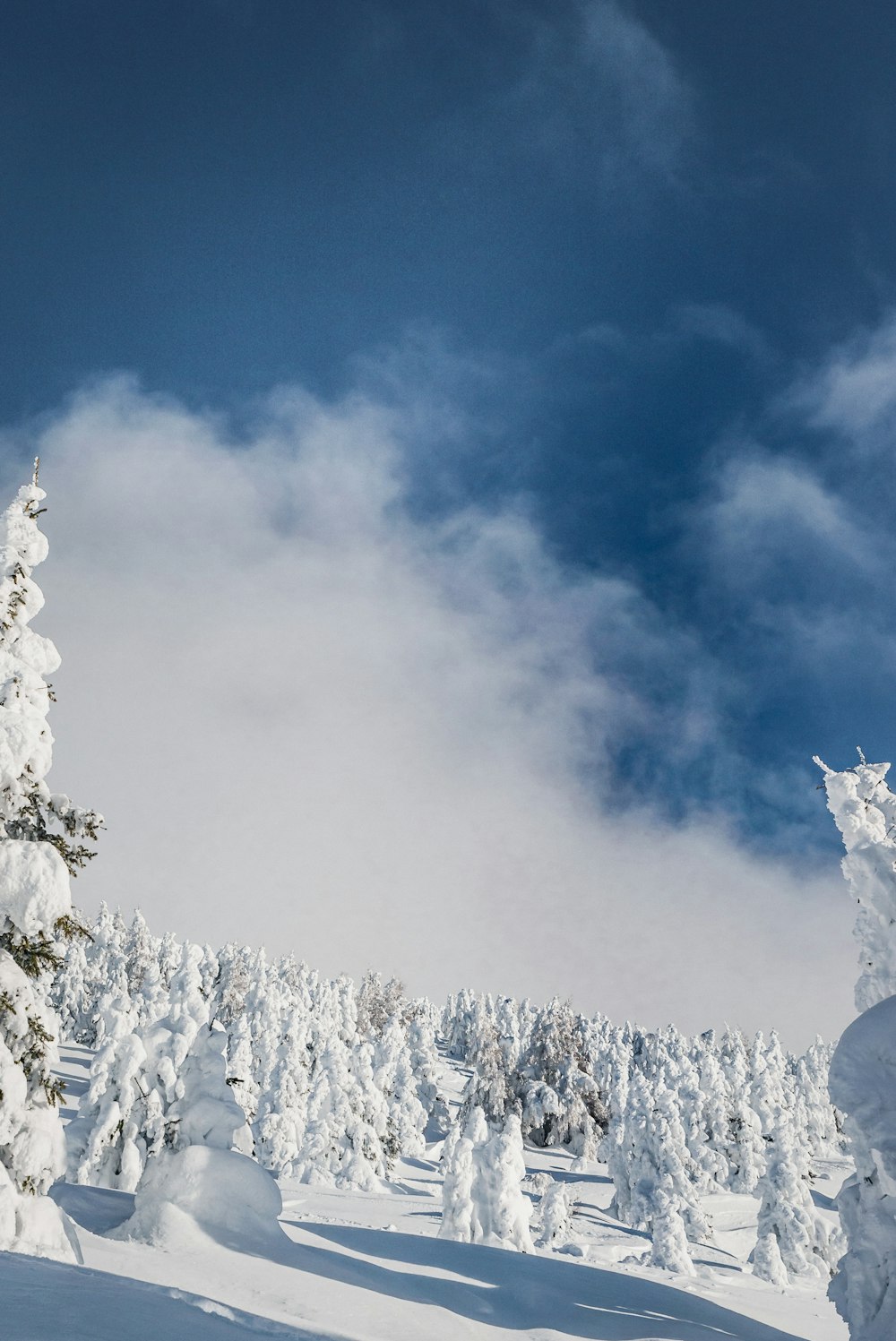 pine trees covered by ice field