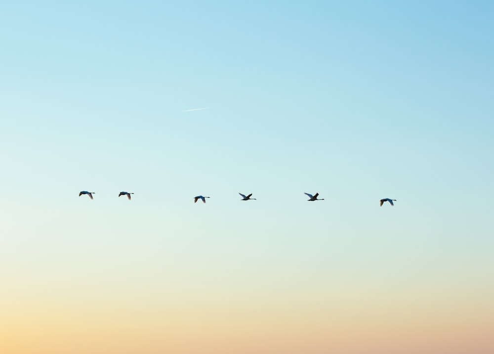 flock of flying bird during daytime