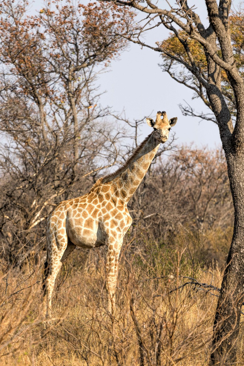 brown giraffe near bare trees