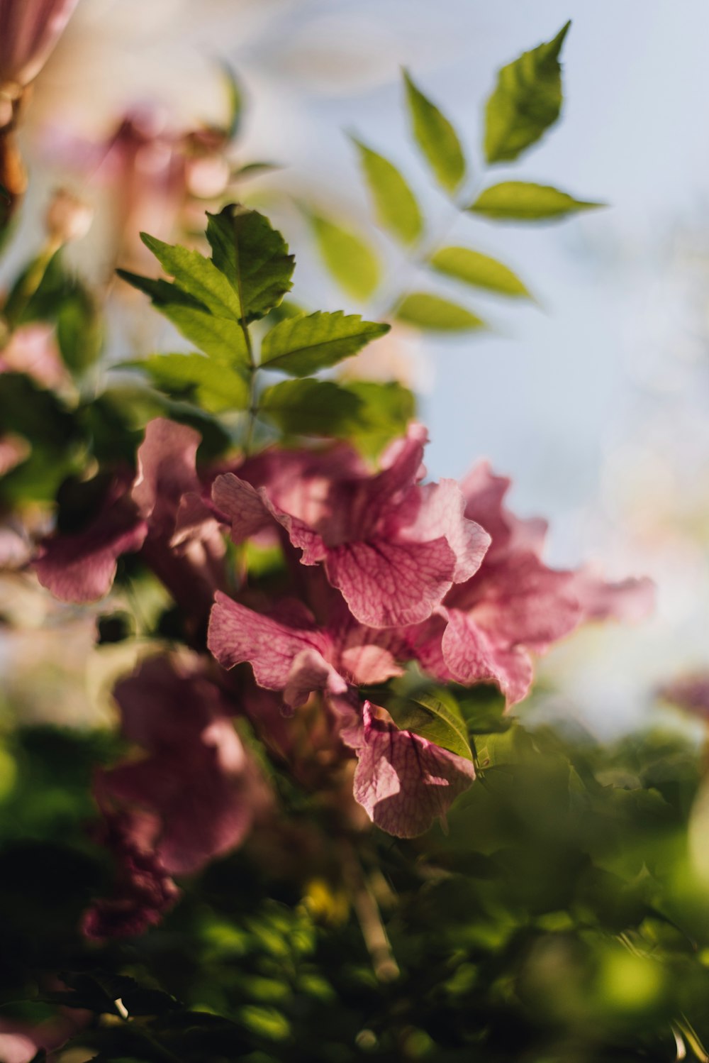 pink-petaled flower