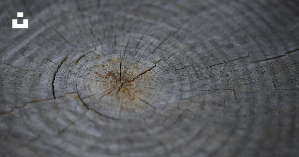 Gray wood log photo – Free Grey Image on Unsplash