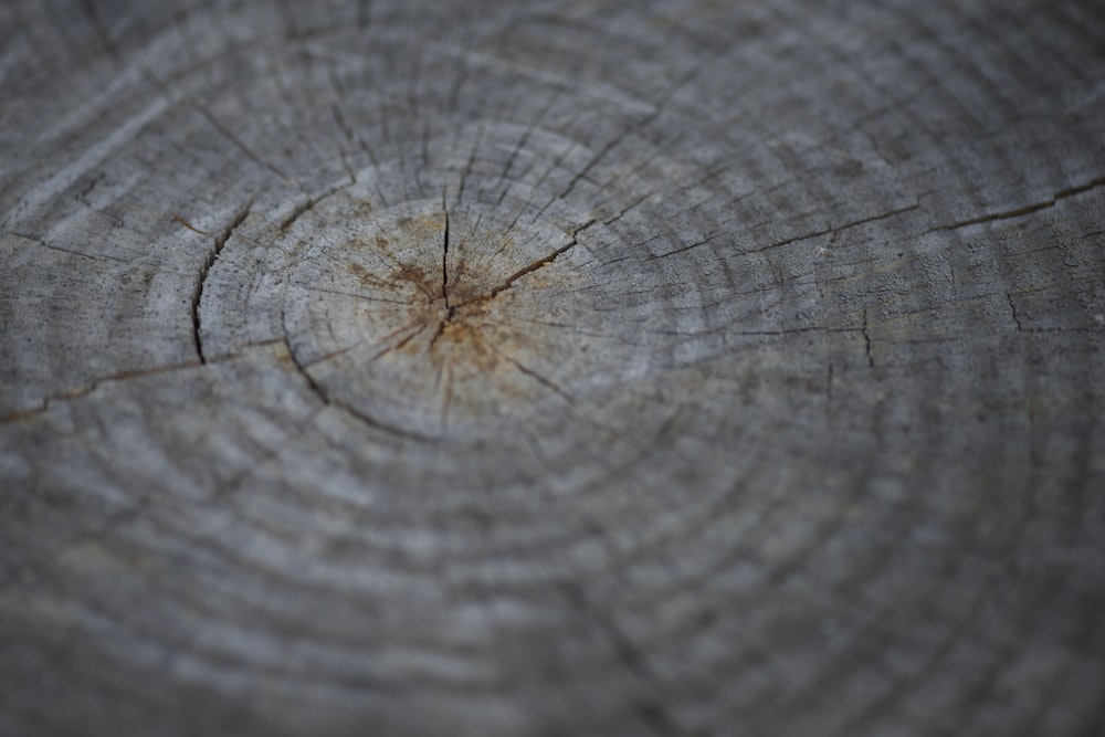 gray wood log