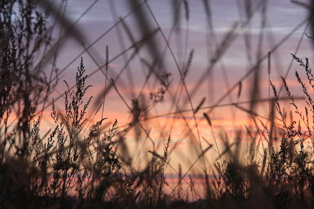 silhouette of grass