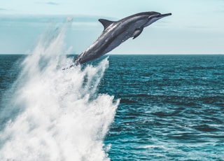 dolphin jumping on sea during daytime
