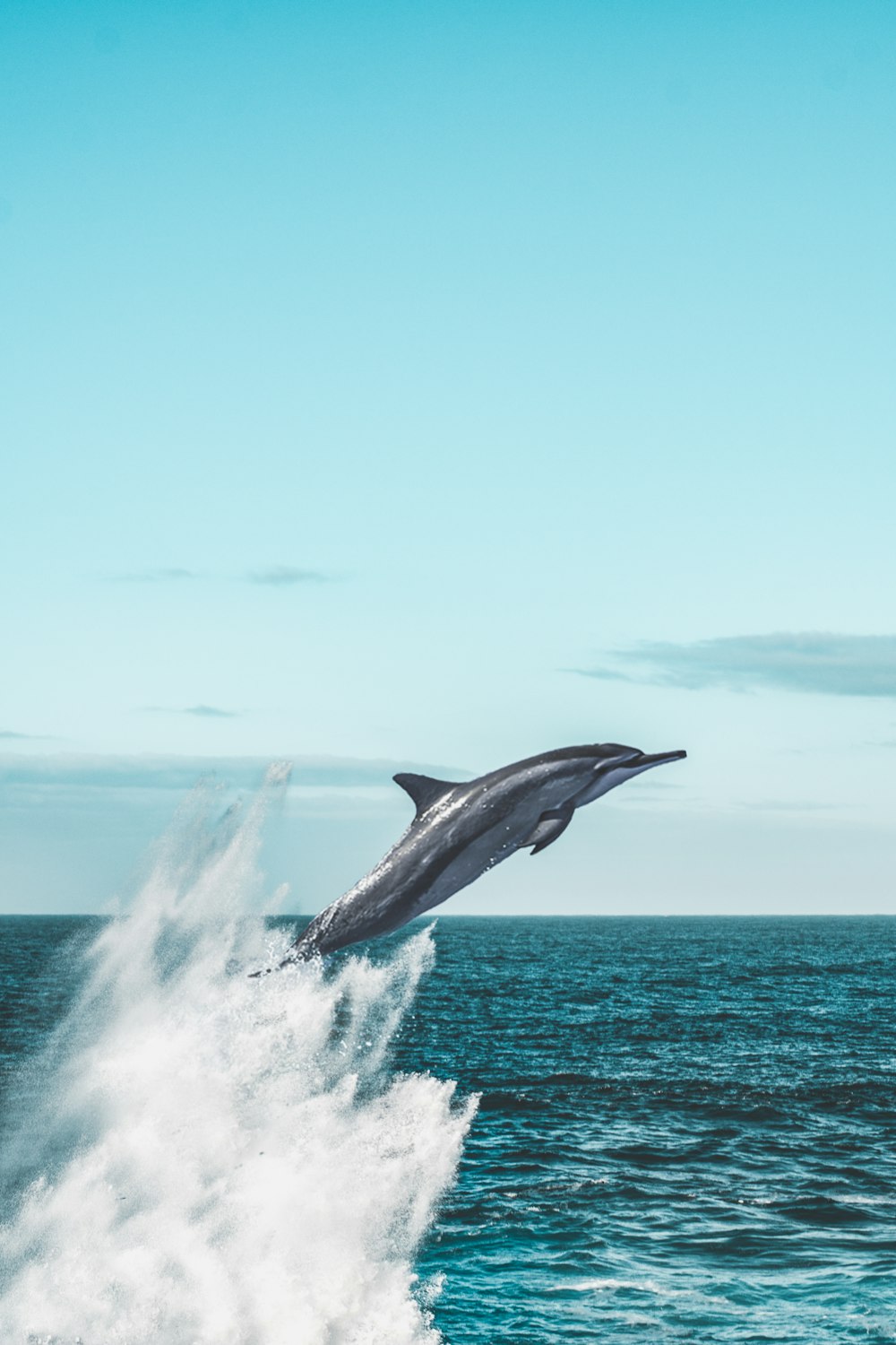 昼間の海でジャンプするイルカ