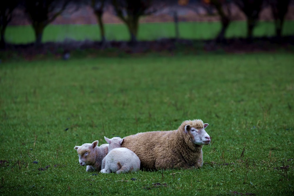 two sheeps on grass
