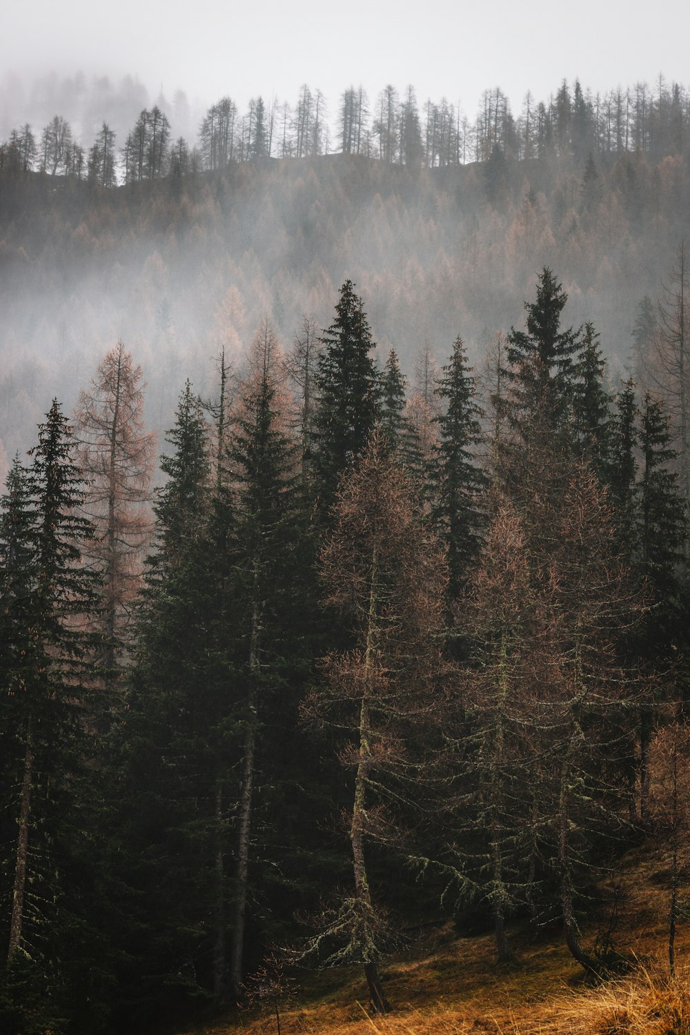 pine trees under white sky during daytime